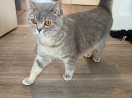 Beautiful British Shorthair Queen