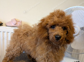 Toy poodle