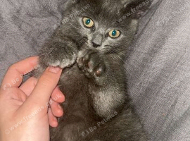 9 week old girl Scottish fold x British blue