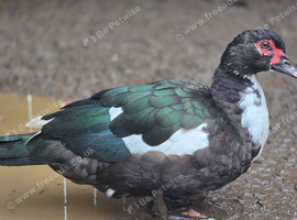 Muscovy ducks females