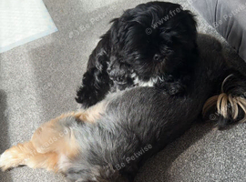 Shih zue pup