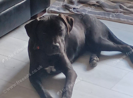 Urgent home needed