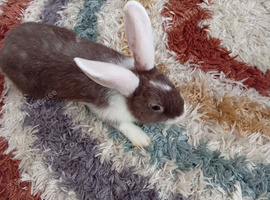 Male dwarf bunny