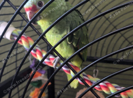 Red lored Amazon