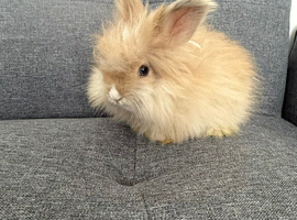 Stunning Angora babies