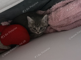 beautiful british shorthair cross breed.