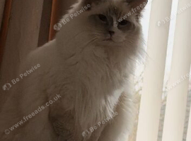 Lilac Mitted Active GCCF ragdoll female