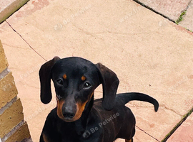 Miniature dachshund