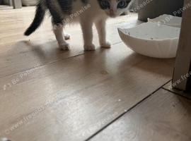 3 months old male Aegean kitten