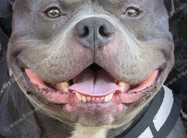 HULK. BEST DOG EVER
