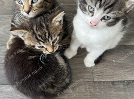 4 adorable kittens &pound;250 each
