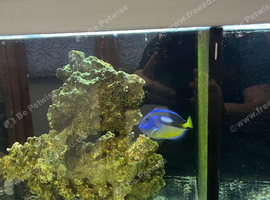 My salt water central marine system