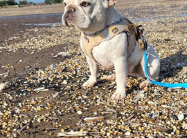 MEARL french bulldog boy