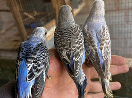 Beautiful Baby budgies