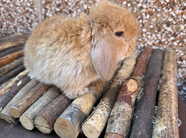 Excellent Type Cinnamon Buck