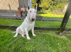 6month old english bull terrier