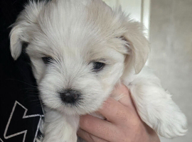 Beautiful Maltese pups 1 boy available