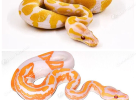 Wanted baby ball python