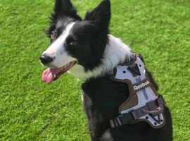 2 Years Old Border Collie