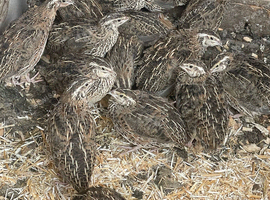 P. O.l quails sunderland