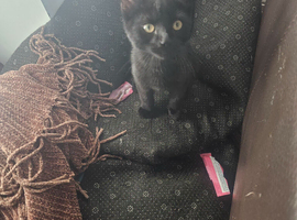 5 month old kitten