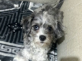 Nice dog for sale one eye is blue and one is brown