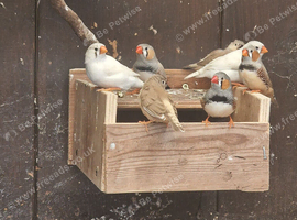 Thid years Zebra finches