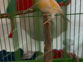 2 male canary's