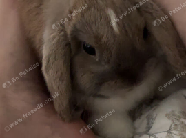 Milo Male 2/5years old