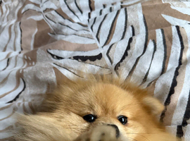 Gorgeous tiny cream boy