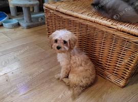 Stunning f1b cavapoo