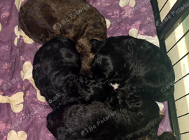 F1 Cockapoo Puppies