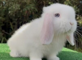 white with blue eyes rabbit