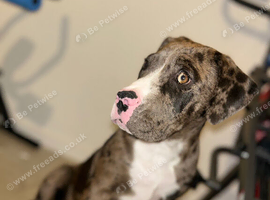 Rottweiler cross English bulldog Staffie