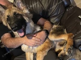 8 months old gsd
