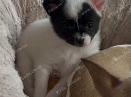 Stunning girl Pomeranian