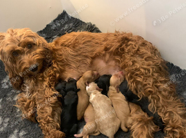 JUST 3 REMAINING STUNNING COCKAPOO PUPPIES