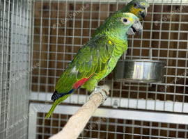 Baby blue fronted Amazon