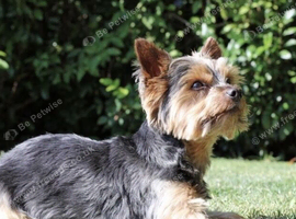Yorkshire terrier boy