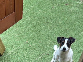 6 month old male Jack Russell