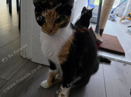 Calico Female Cat
