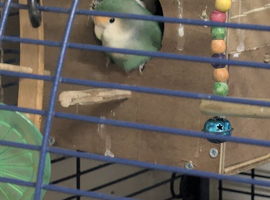 Love bird