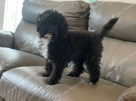 Purebred mini poodles ,last boy available