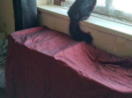 6 month female wanting loving forever home