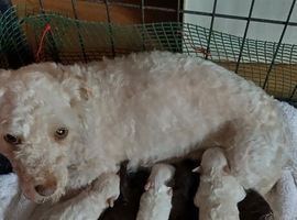 READY NOW! Poochon pups