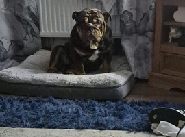 English bulldog Male