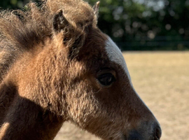 Refined Pure Falabella Colt