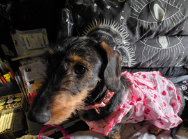 FEMALE 3 YEAR OLD LONG WIRE HAIRED DACSHUNDD ,, MEYO , NEEDS REHOMING ASAP.