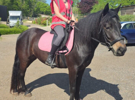 Stunning dartmoor pony