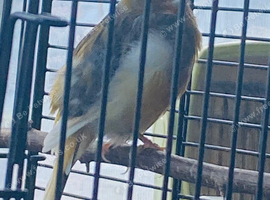 Roller canary